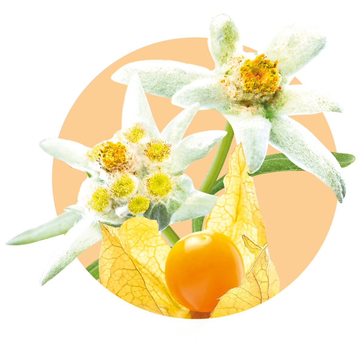 Just-Esposizione-solare-e-benessere-montaggio-ingredienti